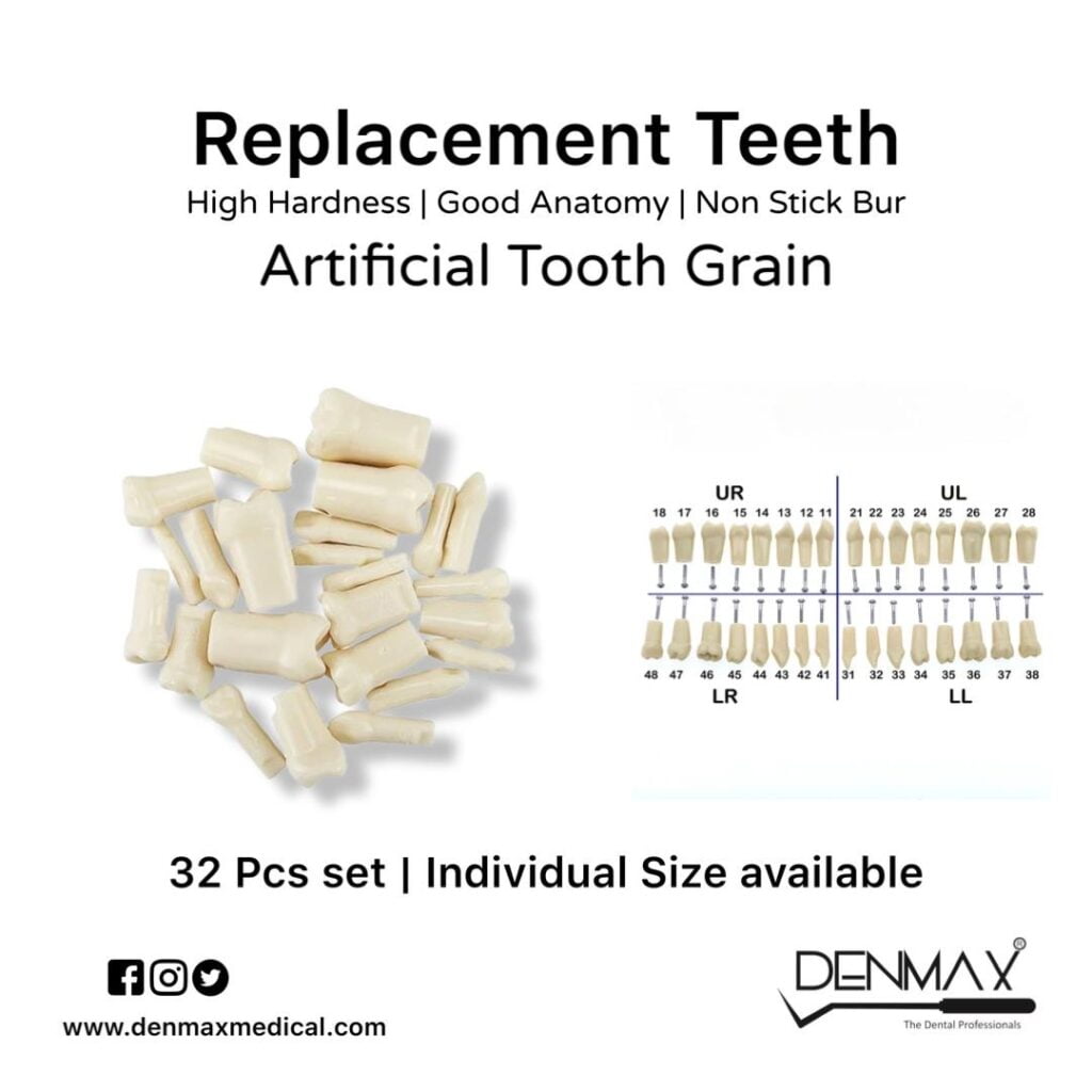 Replacement Teeth - Artificial Tooth Grain - Alpha Dentkart