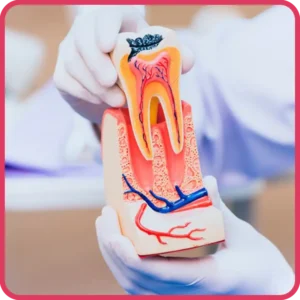 Endodontics 1 - Alpha Dentkart